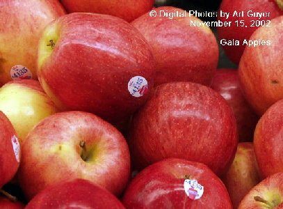 Gala Apples in the Market Place